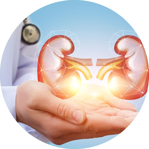 Healthy Kidney
