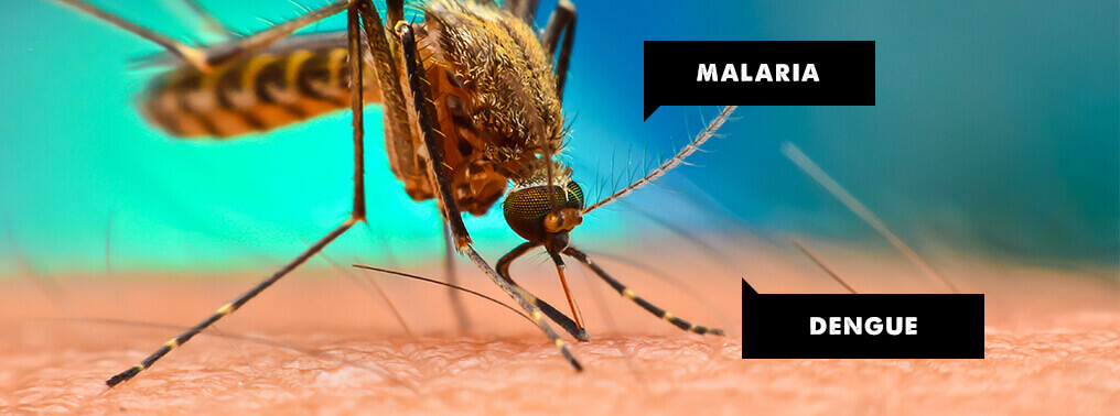 Vector borne diseases like Malaria and Dengue